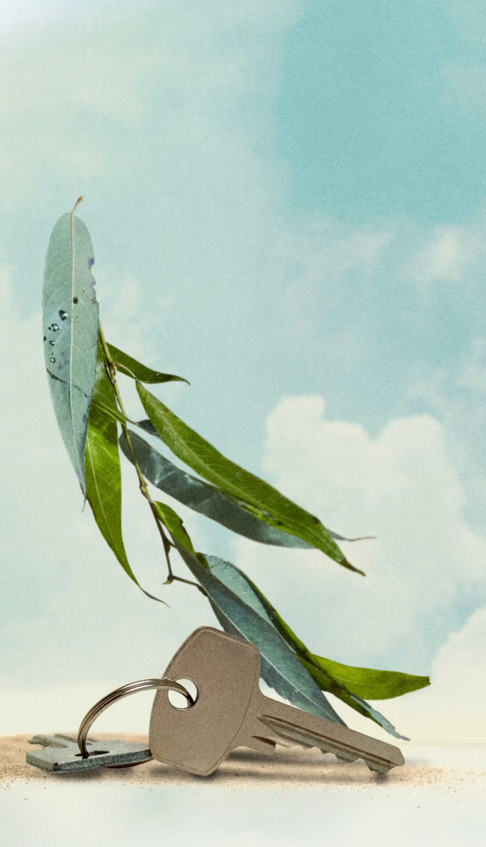 Big Sur Eucalyptus - Eau De Parfum - 50 mL