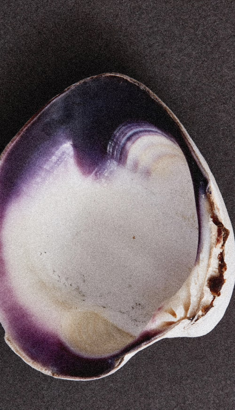 Rose Atlantic - Pocket Perfume - 10mL