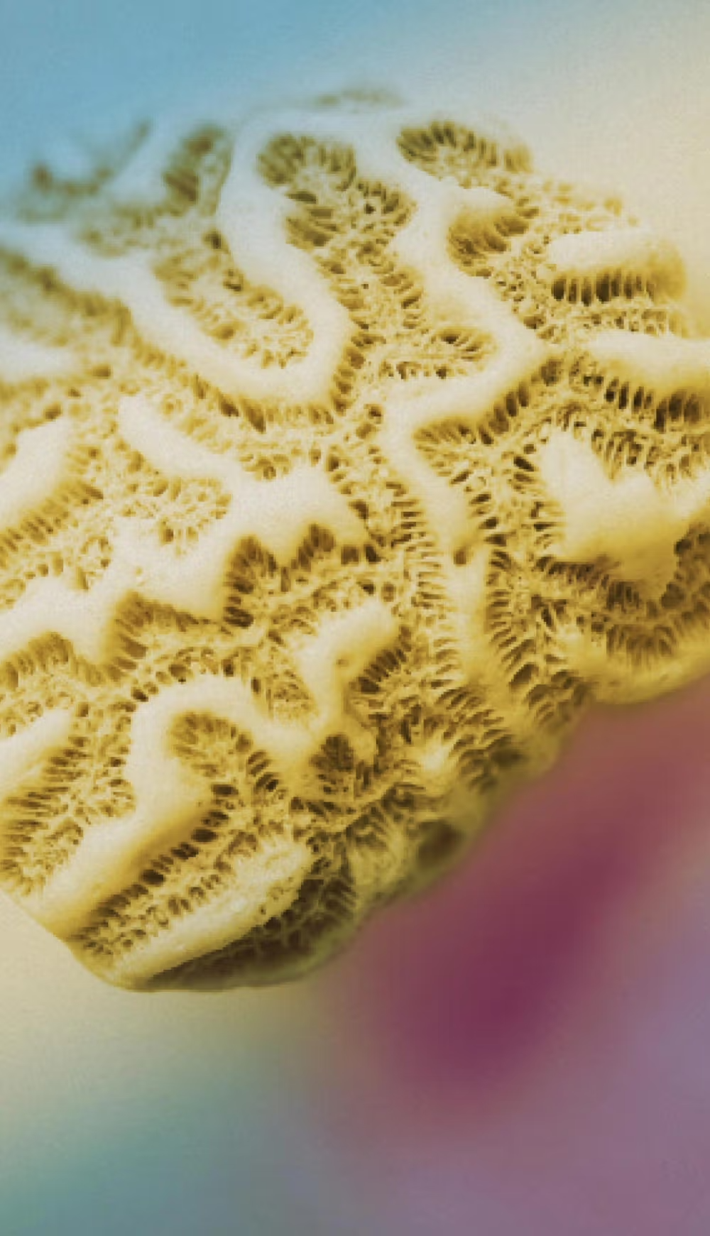 St. Vetyver - Eau De Parfum - 50 mL