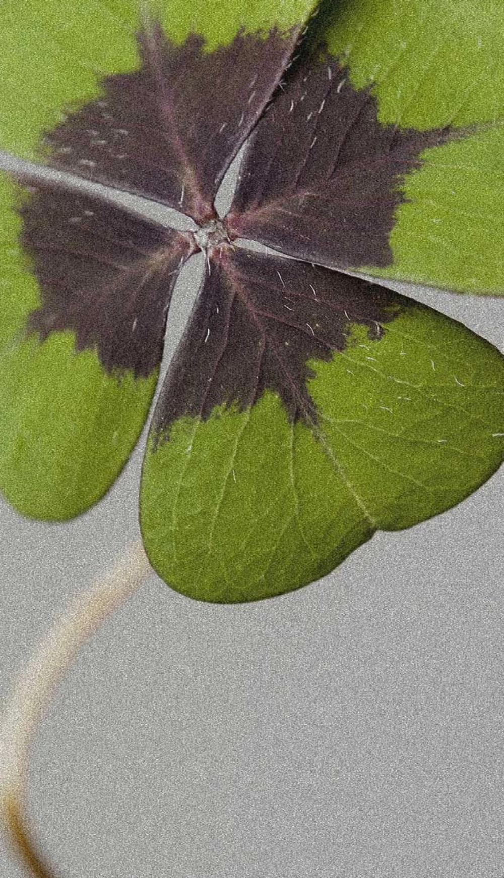 Tomb of the Eagles - Candle - 7oz.