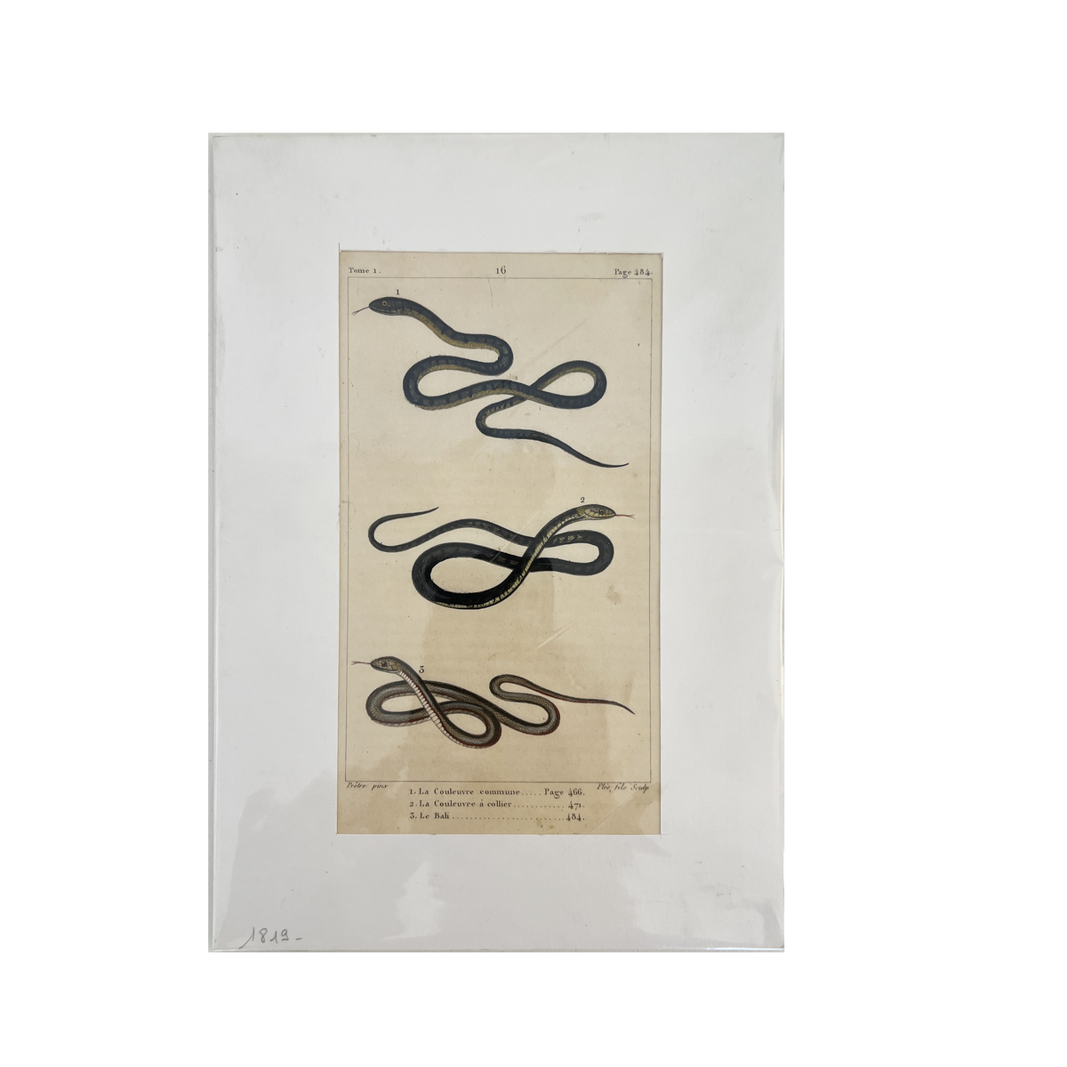 Antique Snakes 16 Print
