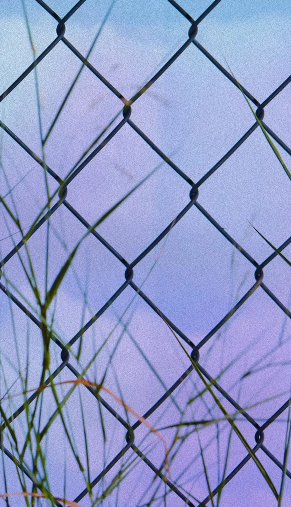 Wild Brooklyn Lavender - Candle - 7oz.