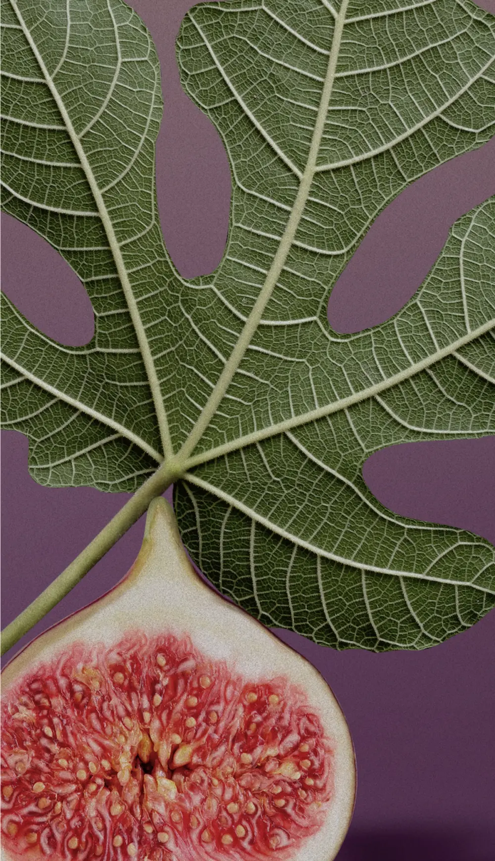 Holy Ficus - Candle - 7oz.