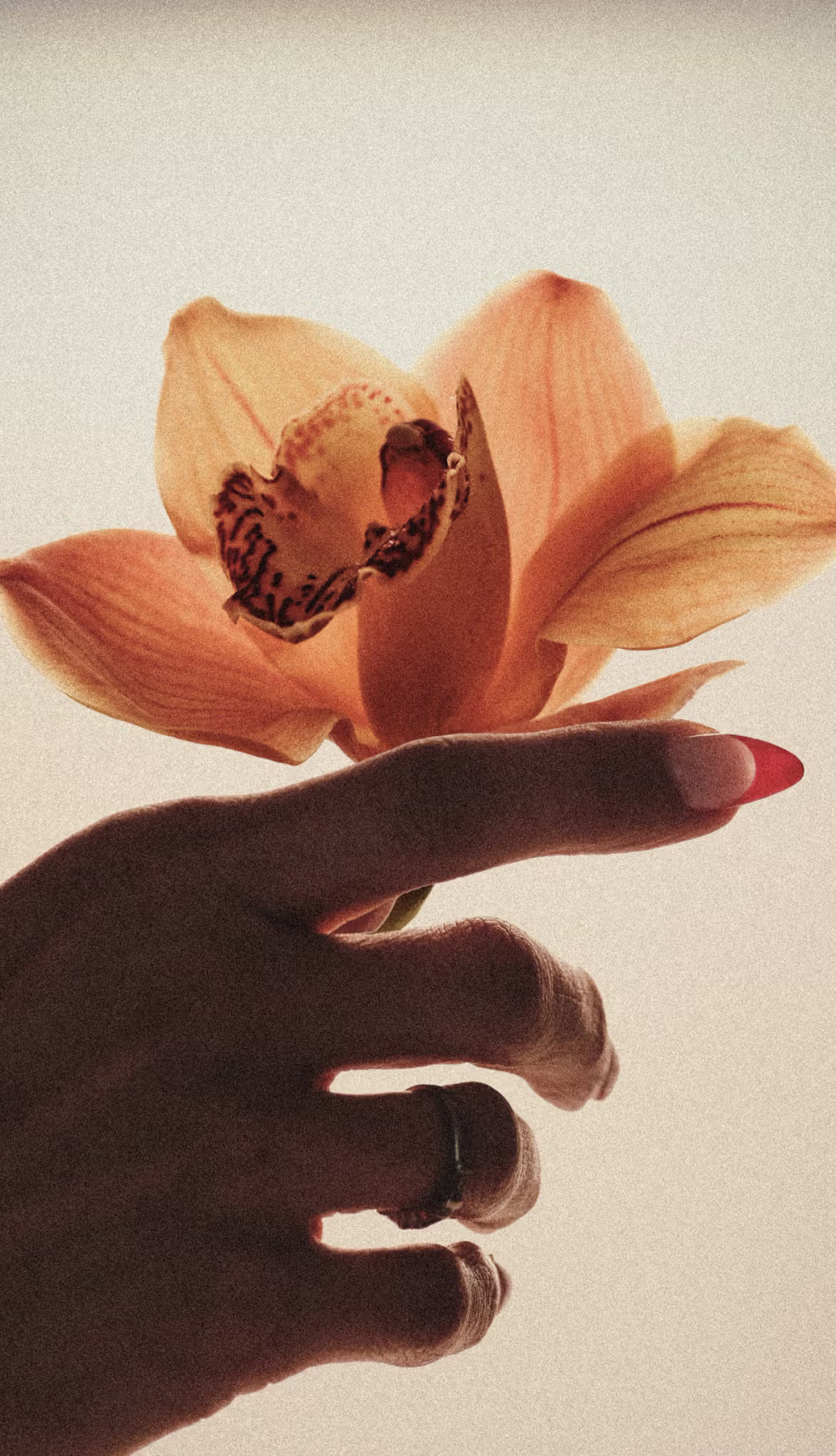 DISCONTINUED - Brown Flowers - Eau De Parfum - 50 mL