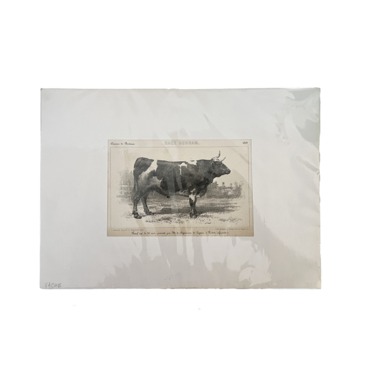 Antique "Race Durham" Cow Lithograph Print