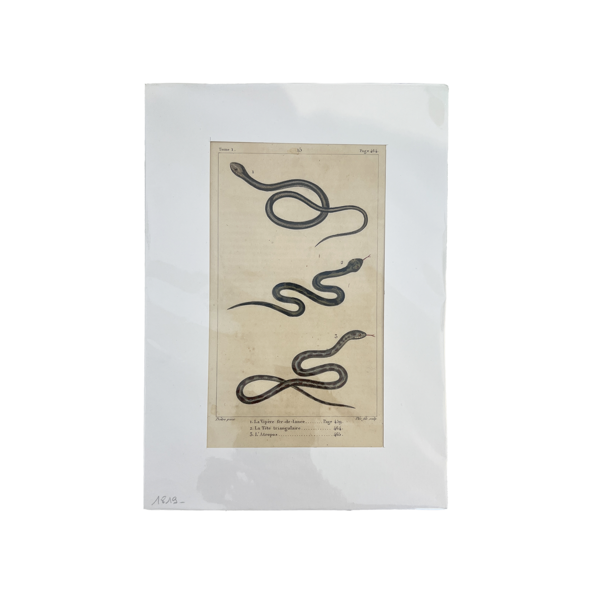 Antique Snakes 15 Print