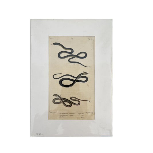 Antique Snakes 16 Print