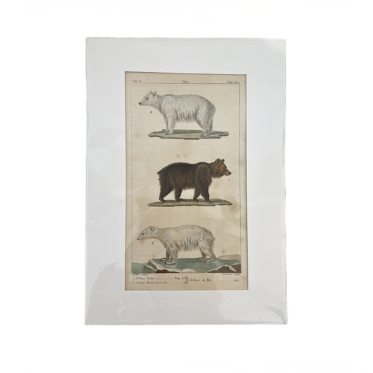 Antique Bears Print
